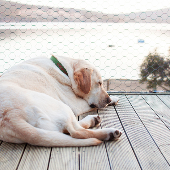 Composite decking with dog by the sea